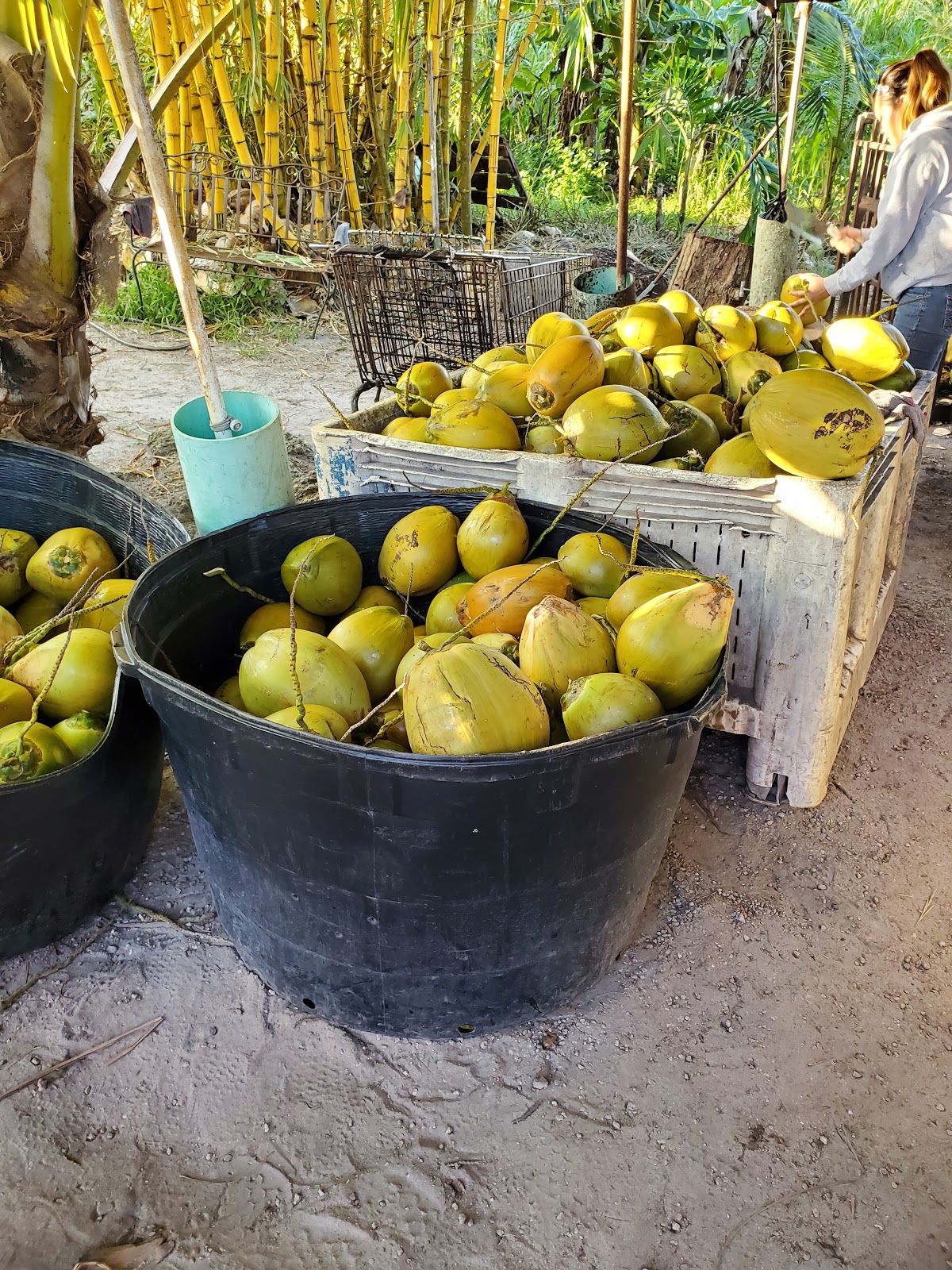 Florida Coconuts :: Www.florida-coconuts.com :: Coconut Water, Organic  Green Coconuts, Banana Leaves And Accessories