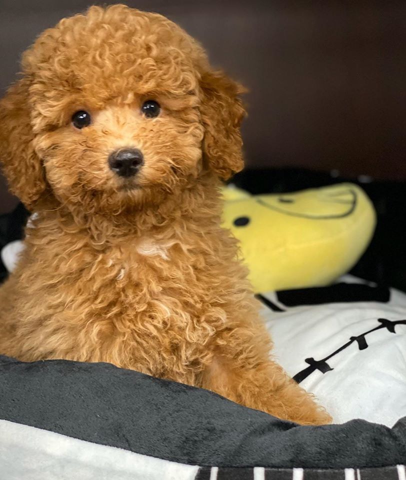 Home Petland Florida