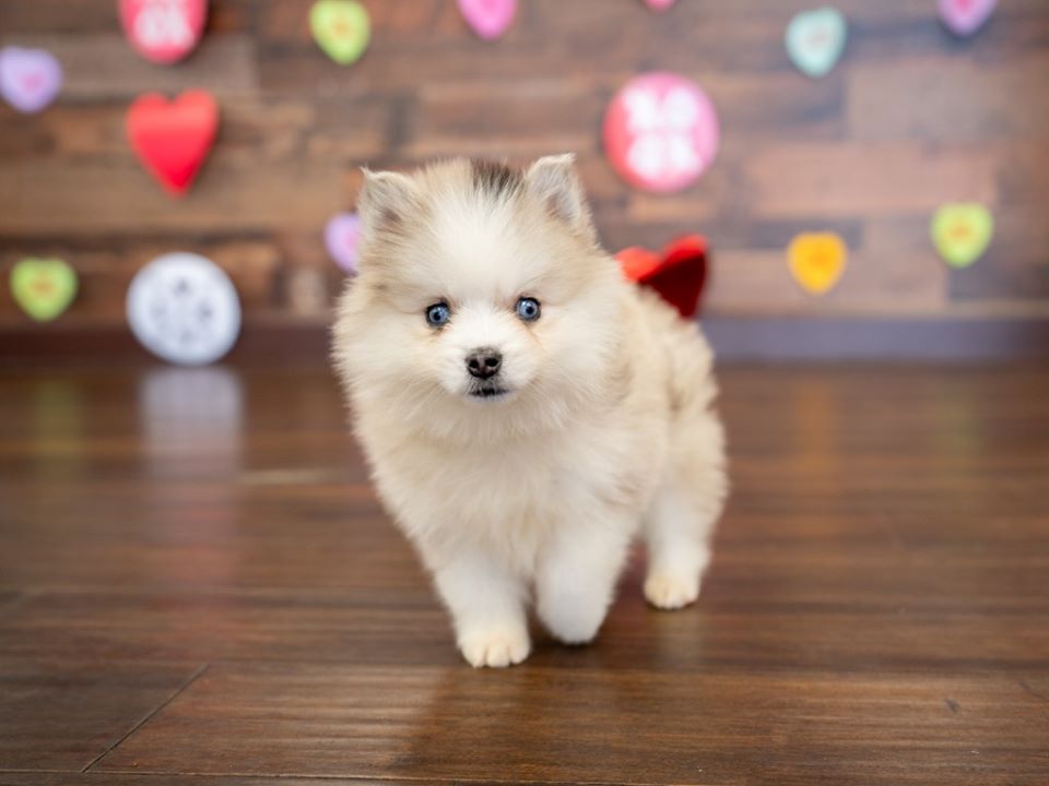 Home Petland Florida