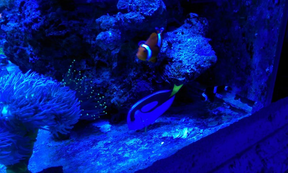 Blue Seas Aquariums