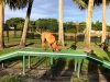 Happy Tails dog Park