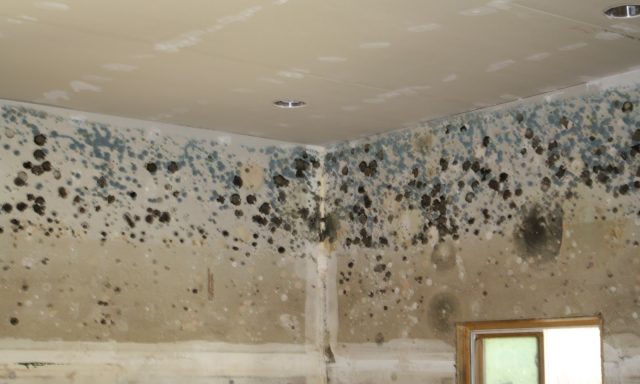 Mold Remediation Pros