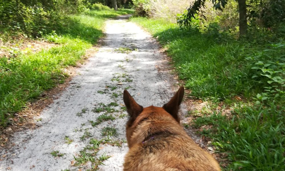 Pine Island Ridge Park