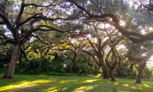 Pine Island Ridge Park