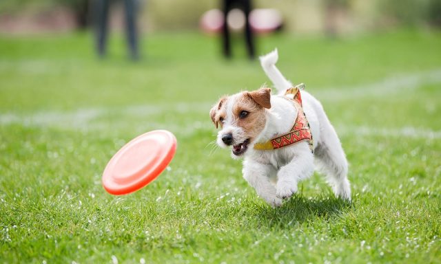 Plantation Midtown Animal Hospital (Cypress Veterinary)