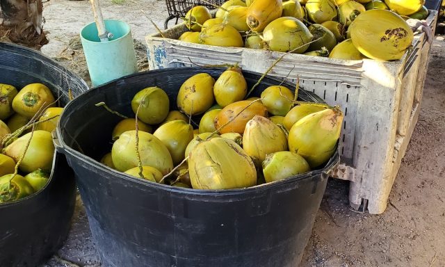 Florida-Coconuts and Broward Palms