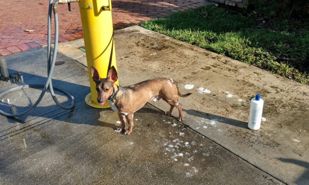 Happy Tails dog Park