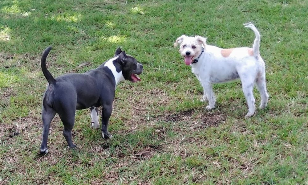 Happy Tails dog Park