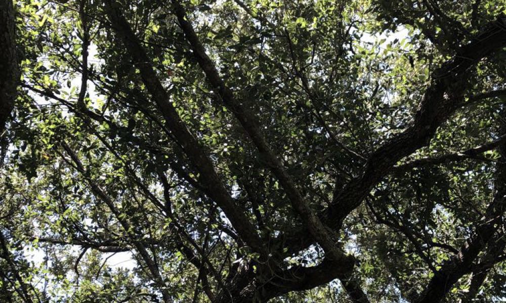 Jacaranda Lakes Park