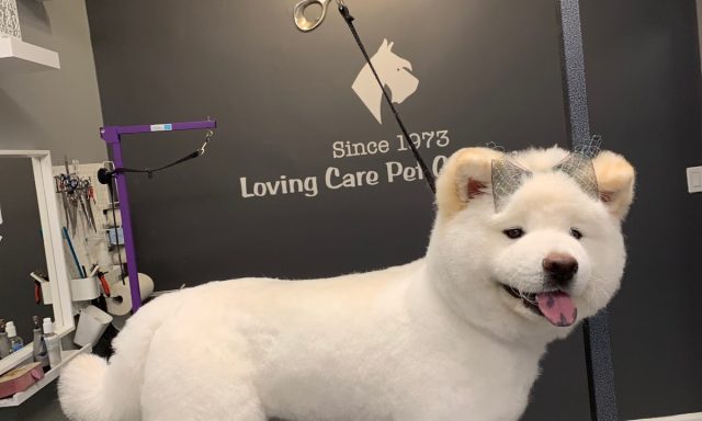 Loving Care Pet Grooming