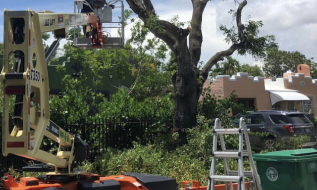 Davie Tree removal