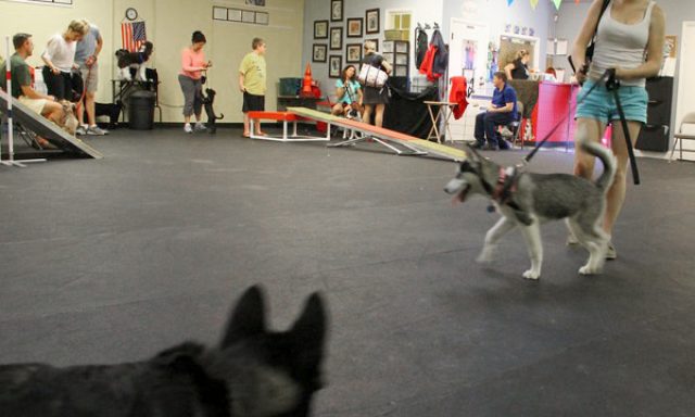 Dog Training Academy-South Fl
