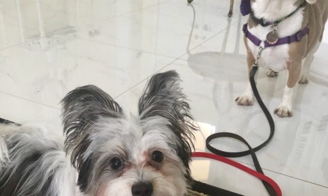 BlueGrace Training & Behavior