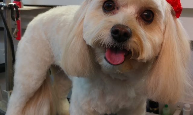 Liz’s Lakeside Grooming