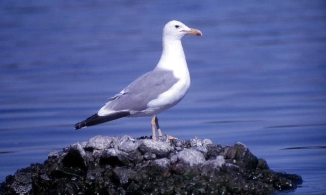 Center for Behavioral Solutions