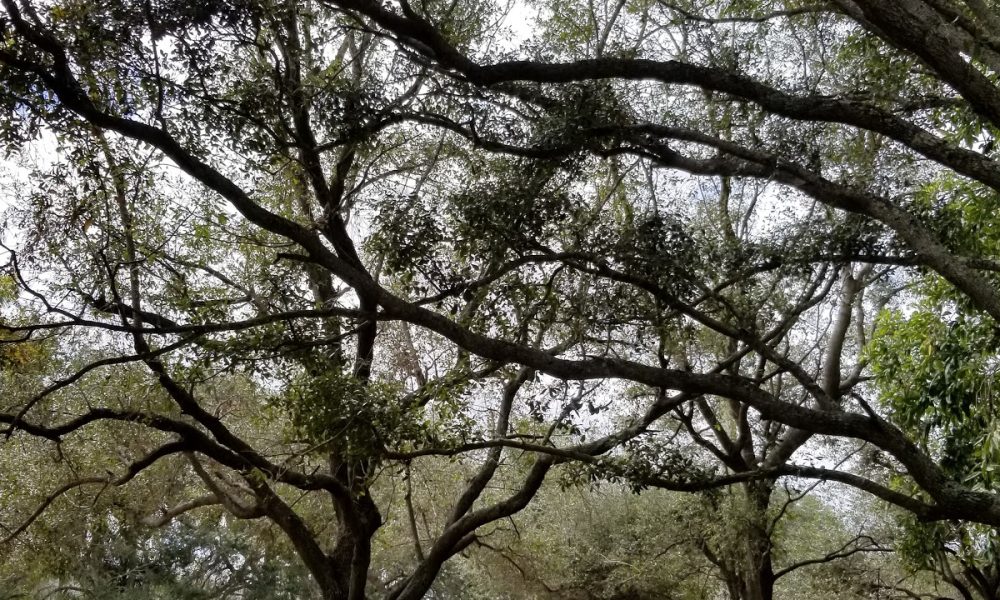 Plantation Building Department