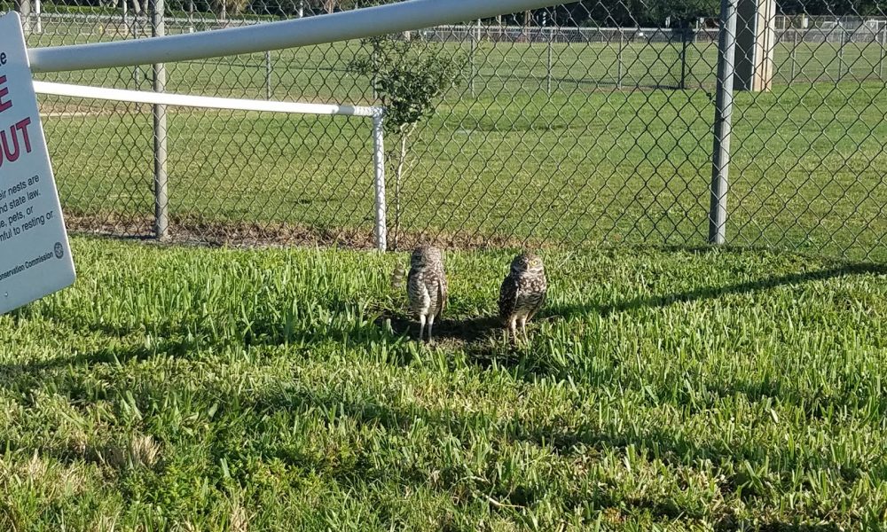 Plantation Central Park