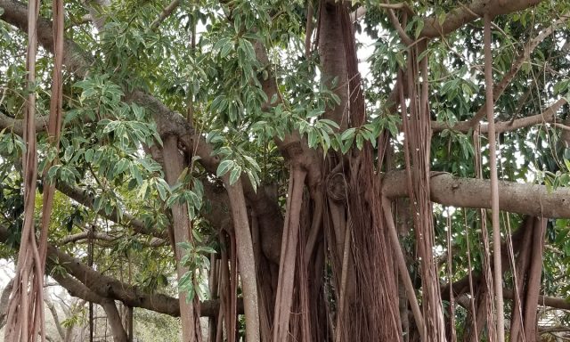 Plantation Landscape Architect