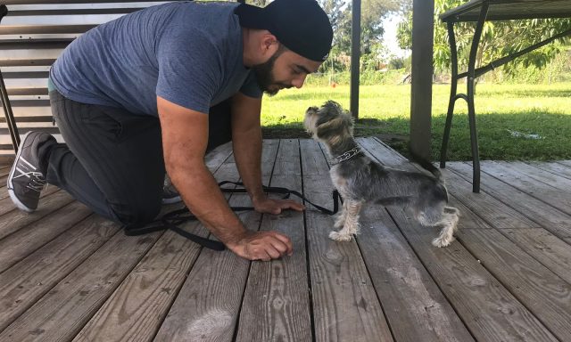 Sit Stay Dog Training USA