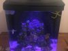 Blue Seas Aquariums