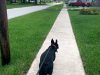 South Florida Pet Sitter