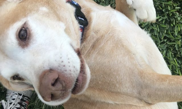 4PawsAndFriends Pet Sitting